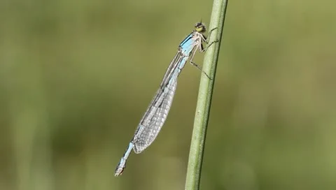 Common Blue Damselfly Dragonfly, leg exercise, Enallagma cyathigerum Video stock 11275427