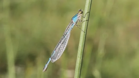 Common Blue Damselfly Dragonfly preparing to fly, Enallagma cyathigerum Video stock 11275381