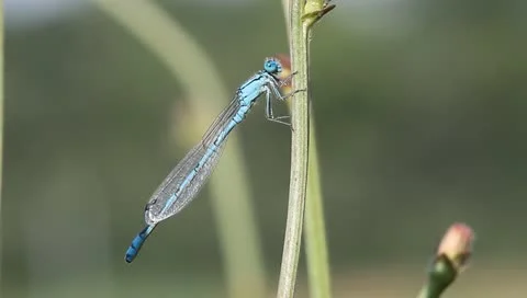 Common Blue Damselfly Dragonfly resting, Enallagma cyathigerum Video stock 11275329