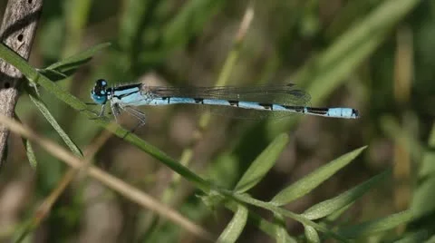 Common Blue Damselfly Stock Footage 22324485