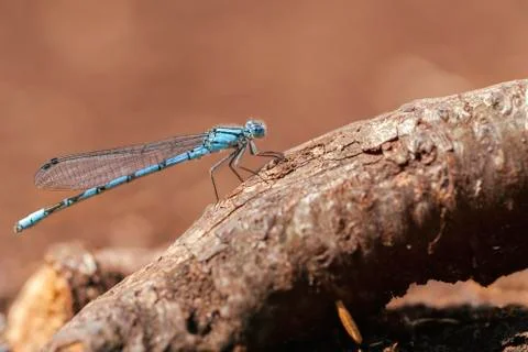 Common Blue Damselfly - macro 库存照片