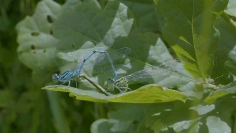 Common Blue Damselfly Mating Vídeos de archivo 81144117