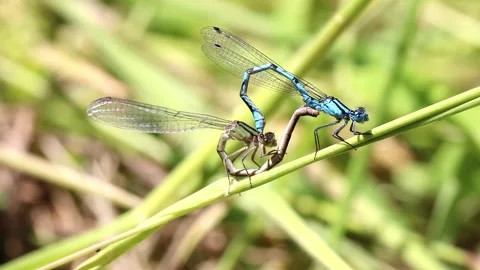 Common Blue damselfly mating footage. Scientific name Enallagma cyathigerum. Stock-Footage 193992557