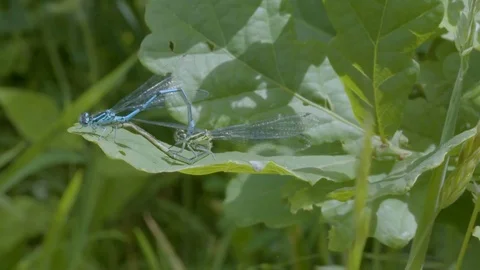 Common Blue Damselfly Mating on Leaf Stock-Footage 81143780
