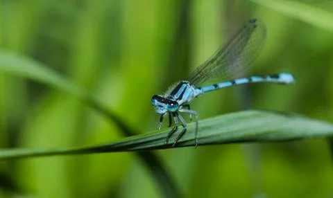 Common blue damselfly Stock Photos
