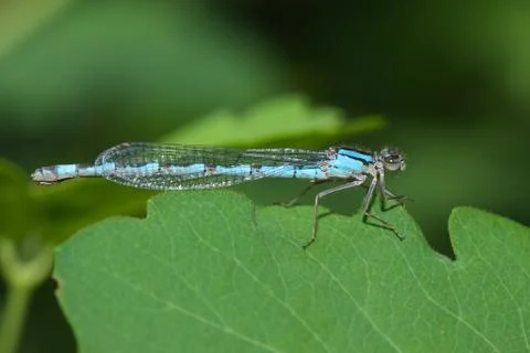 Common blue damselfly Stock Photos