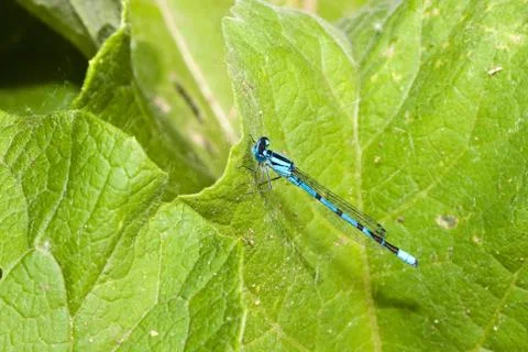 Common blue damselfly Stock Photos