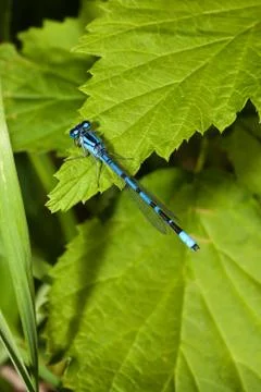 Common blue damselfly Stock Photos