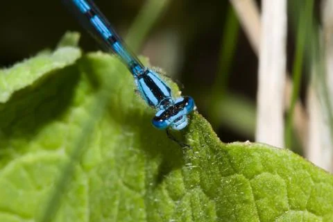 Common blue damselfly Stock Photos