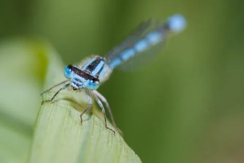 Common blue damselfly Stock Photos