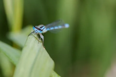 Common blue damselfly Stock Photos