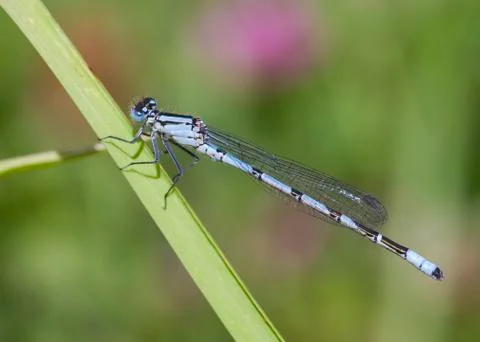 Common Blue Damselfly Stock Photos