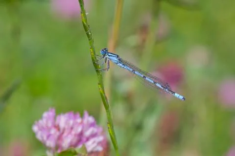 Common Blue Damselfly Stock Photos