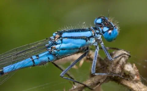 Common Blue Damselfly Stock Photos