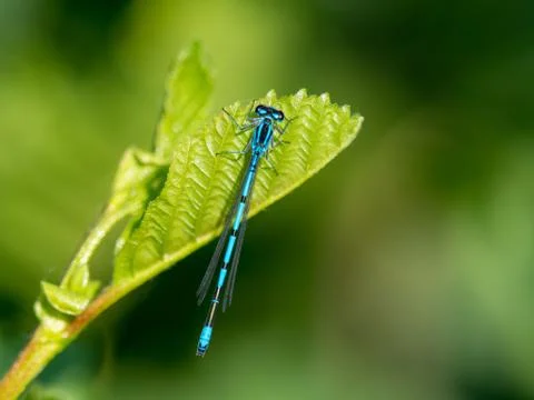Common Blue Damselfly Stock Photos