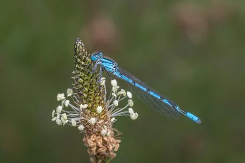 Common Blue Damselfly Fotos de archivo