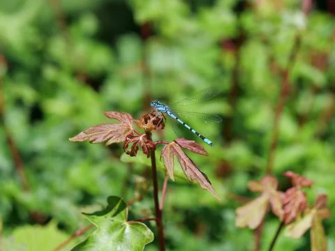 Common Blue Damselfly Stock Photos