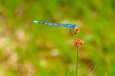 Common blue damselfly Stock Photos