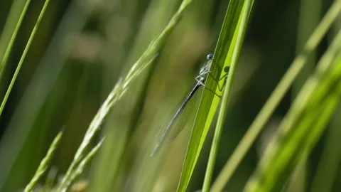 Common Blue Damselfly Resting on Grass in Wind - 4K Macro Wildlife Stockbeeldmateriaal 335818967