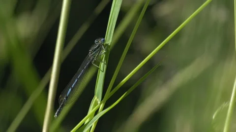 Common Blue Damselfly Resting on Grass Blade - 4K Macro Nature B-Roll Vídeos de archivo 335819848