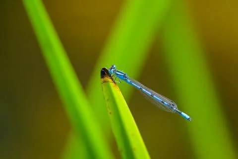 A Common blue damselfly resting on a leaf Stock Photos