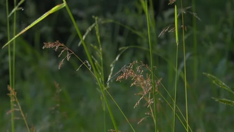 Common Blue Damselfly Resting on Tall Fescue Grass - 4K Slow Motion Shot Vídeos de archivo 336185207
