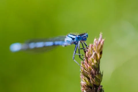 Common Blue Damselfly roosting Stock Photos