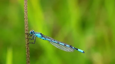 Common Blue Damselfly. Scientific name, Enallagma cyathigerum. Stock-Footage 193992337