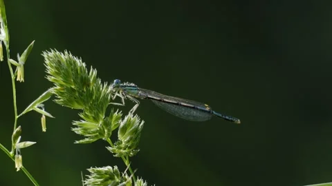Common Blue Damselfly Taking Off from Dewy Grass - 4K Slow Motion Shot Vídeos de archivo 336184796