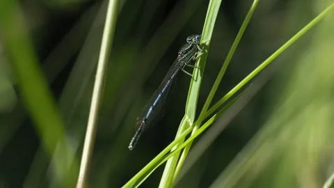 Common Blue Damselfly Taking Flight - 4K Macro Wildlife Slow Motion Vídeos de archivo 335820858