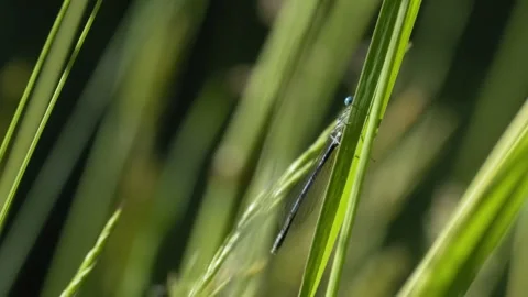 Common Blue Damselfly Taking Flight from Grass - 4K Macro Wildlife Slow Motion Vídeos de archivo 335833374