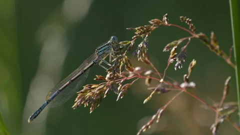 Common Blue Damselfly Taking Flight from Meadow Grass - 4K Slow Motion Shot Vídeos de archivo 336185290