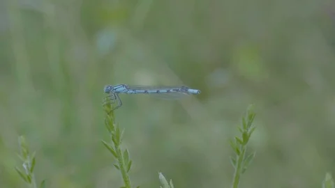 Common Blue Damselfly on Tip of Grass Stock-Footage 81143867