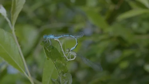 Common Blue Dragonflies Mating Side-on Plant 스톡 동영상 81144472