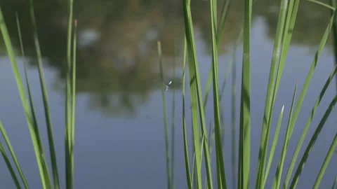 Common Blue DragonFly Stock Footage 82911131