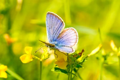 Common blue on a flower Stock Photos