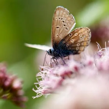 Common Blue - Lycaenidae 库存照片