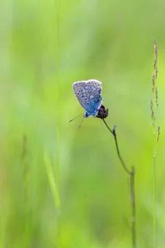 Common Blue - macro shot 库存照片