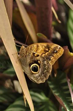 Common blue morpho butterfly Stock Photos