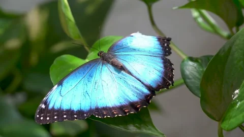 Common Blue Morpho Close up wings spread on branch Stock Footage 151897838