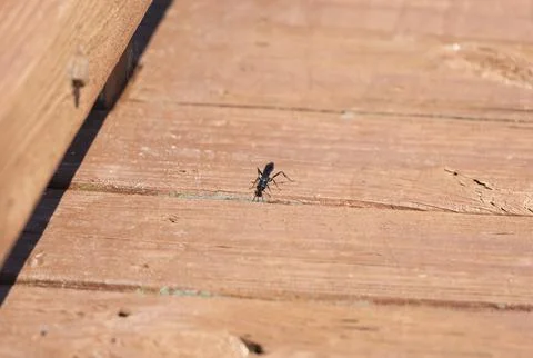 Common Blue Mud Dauber Stock Photos