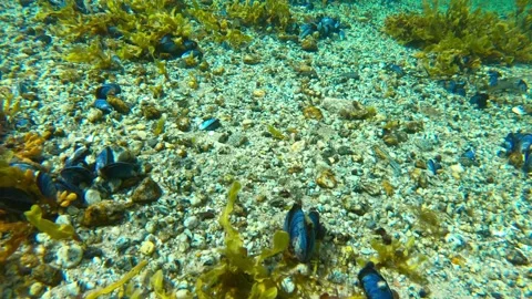 Common blue mussels Stock Footage 138601719