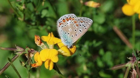 Common blue or polyommatus icarus butterfly on a bird's-foot trefoil lotus Vidéo 337955811