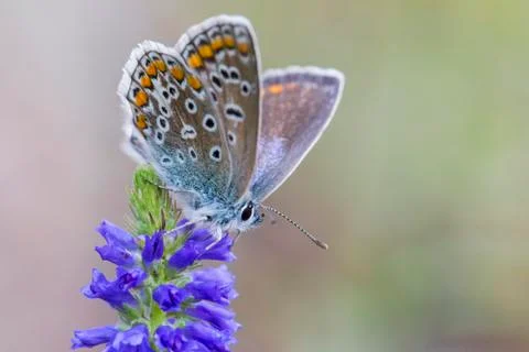 Common blue Foto stock
