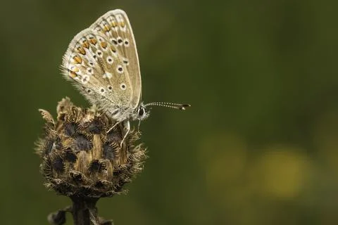 Common Blue Fotos de archivo