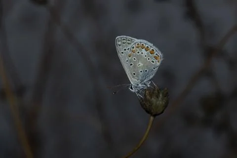 Common blue Stock Photos