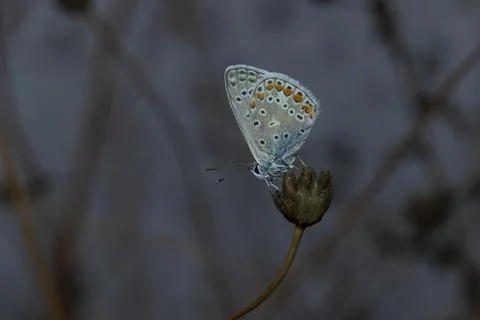 Common blue Stock Photos