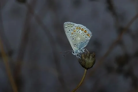 Common blue Stock Photos
