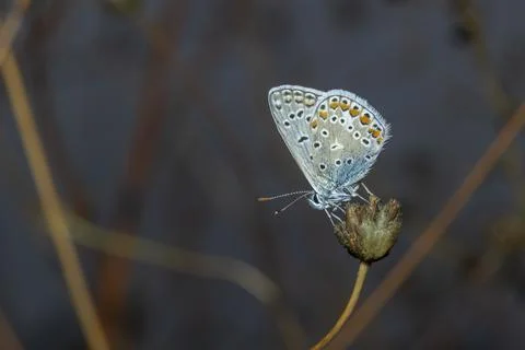 Common blue Stock Photos