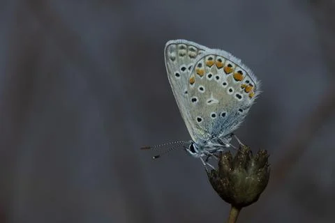 Common blue Stock Photos